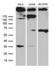 Spectrin alpha chain, brain antibody, LS-C796221, Lifespan Biosciences, Western Blot image 