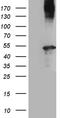 Amidohydrolase Domain Containing 1 antibody, LS-C795239, Lifespan Biosciences, Western Blot image 