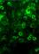 Netrin 1 antibody, ab39370, Abcam, Immunocytochemistry image 
