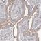 Potassium Channel Tetramerization Domain Containing 6 antibody, NBP2-38281, Novus Biologicals, Immunohistochemistry frozen image 