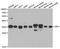 Carbonyl Reductase 1 antibody, TA332691, Origene, Western Blot image 