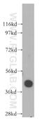 Ras Association Domain Family Member 6 antibody, 11921-1-AP, Proteintech Group, Western Blot image 