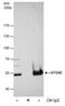 Cysteine protease ATG4C antibody, PA5-78607, Invitrogen Antibodies, Immunoprecipitation image 