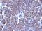 Golgi Zone antibody, NBP2-48040, Novus Biologicals, Immunohistochemistry paraffin image 