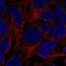 Adhesion G Protein-Coupled Receptor V1 antibody, HPA067503, Atlas Antibodies, Immunofluorescence image 