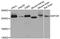 Serine/threonine-protein kinase mTOR antibody, TA332740, Origene, Western Blot image 