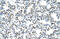 A-Kinase Anchoring Protein 8 Like antibody, 29-006, ProSci, Western Blot image 