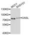 2'-5'-Oligoadenylate Synthetase Like antibody, abx006291, Abbexa, Western Blot image 