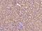 Growth Differentiation Factor 3 antibody, 107327-T08, Sino Biological, Immunohistochemistry frozen image 