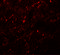 Amyloid Beta Precursor Protein Binding Family A Member 1 antibody, 6925, ProSci Inc, Immunofluorescence image 