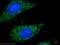 Coiled-Coil-Helix-Coiled-Coil-Helix Domain Containing 3 antibody, 25625-1-AP, Proteintech Group, Immunofluorescence image 