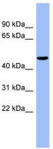 RB Binding Protein 4, Chromatin Remodeling Factor antibody, TA342251, Origene, Western Blot image 