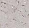 Astrotactin 2 antibody, FNab00652, FineTest, Immunohistochemistry frozen image 