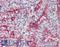 Intercellular Adhesion Molecule 2 antibody, LS-B8750, Lifespan Biosciences, Immunohistochemistry frozen image 