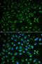 5'-Nucleotidase Ecto antibody, LS-B14527, Lifespan Biosciences, Immunofluorescence image 
