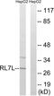 Ribosomal Protein L7 Like 1 antibody, LS-C199550, Lifespan Biosciences, Western Blot image 