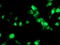 Histone-lysine N-methyltransferase SETD7 antibody, TA503322, Origene, Immunofluorescence image 