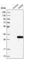 N-Ribosyldihydronicotinamide:Quinone Reductase 2 antibody, PA5-54370, Invitrogen Antibodies, Western Blot image 