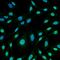 Heme Oxygenase 1 antibody, orb376701, Biorbyt, Immunofluorescence image 
