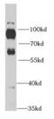 Rabphilin 3A antibody, FNab07405, FineTest, Western Blot image 