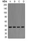 Enolase 1 antibody, LS-B16889, Lifespan Biosciences, Western Blot image 
