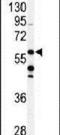 Coenzyme Q8A antibody, PA5-13906, Invitrogen Antibodies, Western Blot image 