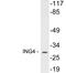 Inhibitor Of Growth Family Member 4 antibody, LS-C199909, Lifespan Biosciences, Western Blot image 