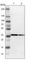 Cysteine And Serine Rich Nuclear Protein 3 antibody, PA5-53664, Invitrogen Antibodies, Western Blot image 