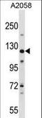 Large proline-rich protein BAG6 antibody, LS-C156748, Lifespan Biosciences, Western Blot image 