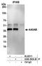 Alpha And Gamma Adaptin Binding Protein antibody, A305-593A-M, Bethyl Labs, Immunoprecipitation image 