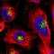 Cystatin C antibody, HPA013143, Atlas Antibodies, Immunofluorescence image 
