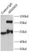 Disintegrin and metalloproteinase domain-containing protein 19 antibody, FNab00140, FineTest, Immunoprecipitation image 
