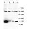 Vascular Endothelial Growth Factor D antibody, orb27547, Biorbyt, Western Blot image 