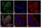 Mouse IgM antibody, SA5-10150, Invitrogen Antibodies, Immunofluorescence image 
