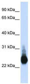 Claudin 5 antibody, TA334202, Origene, Western Blot image 