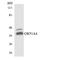 Olfactory Receptor Family 51 Subfamily A Member 4 antibody, LS-C200369, Lifespan Biosciences, Western Blot image 