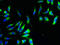 Cytochrome C1 antibody, LS-B12291, Lifespan Biosciences, Immunofluorescence image 
