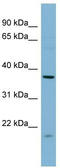 Farnesyltransferase, CAAX Box, Alpha antibody, TA346688, Origene, Western Blot image 
