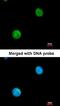 Myosin Binding Protein C, Fast Type antibody, orb73656, Biorbyt, Immunofluorescence image 