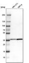 Malate dehydrogenase, mitochondrial antibody, HPA019716, Atlas Antibodies, Western Blot image 