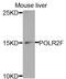 DNA-directed RNA polymerases I, II, and III subunit RPABC2 antibody, PA5-76773, Invitrogen Antibodies, Western Blot image 