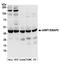 Aminoacyl TRNA Synthetase Complex Interacting Multifunctional Protein 1 antibody, A304-895A, Bethyl Labs, Western Blot image 