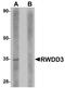 RWD Domain Containing 3 antibody, orb94329, Biorbyt, Western Blot image 