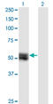 Tensin 4 antibody, LS-C139465, Lifespan Biosciences, Western Blot image 