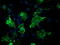 Vasodilator Stimulated Phosphoprotein antibody, TA502647S, Origene, Immunofluorescence image 