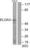 Elongin A3 antibody, abx014023, Abbexa, Western Blot image 