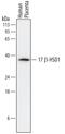 Estradiol 17-beta-dehydrogenase 1 antibody, AF7178, R&D Systems, Western Blot image 