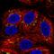 Solute Carrier Family 35 Member E1 antibody, HPA062214, Atlas Antibodies, Immunocytochemistry image 