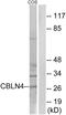 Cerebellin 4 Precursor antibody, PA5-39096, Invitrogen Antibodies, Western Blot image 