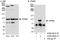 KPNB1 antibody, A300-482A, Bethyl Labs, Immunoprecipitation image 